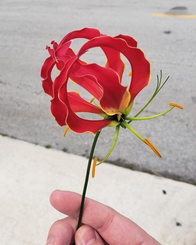 The Flame Lily. National flower of Zimbabwe.