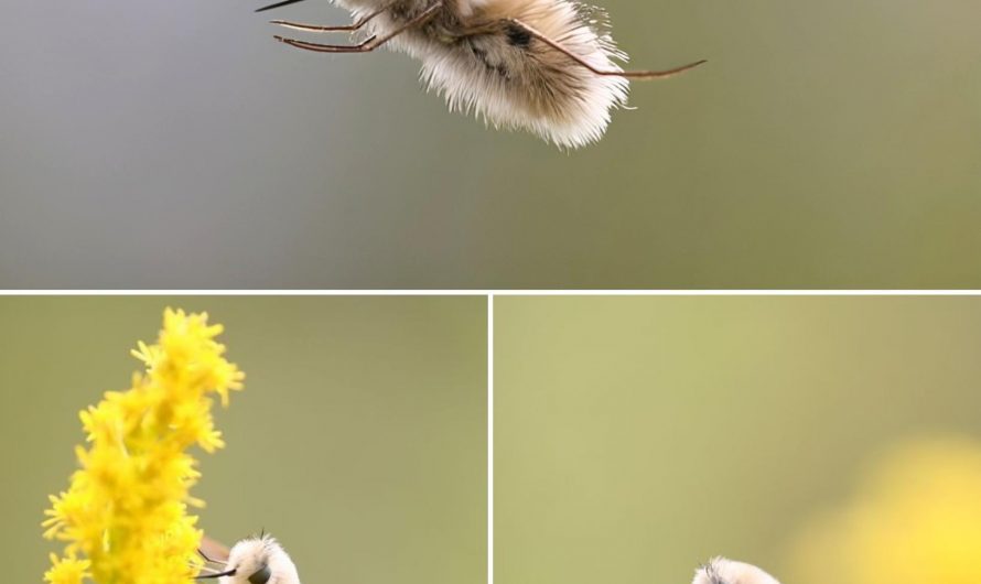 The Japanese Bee-Fly mimics a honeybee to deter its predators, and was the inspiration for the Pokemon Cutiefly