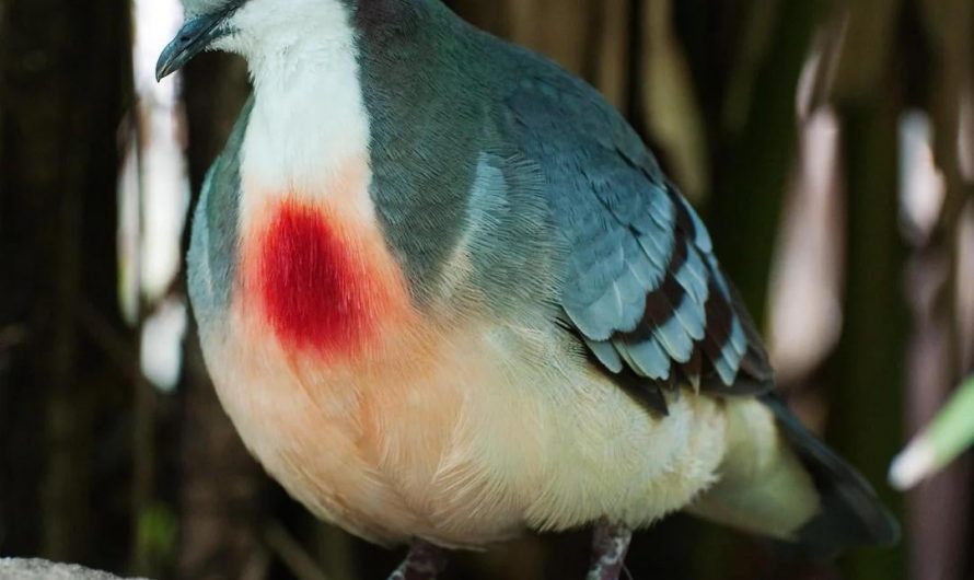 The Luzon Bleeding Heart Dove has a blood red feature on it’s chest, which makes It look like it been shot