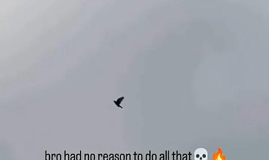 The Next level pigeon🕊…