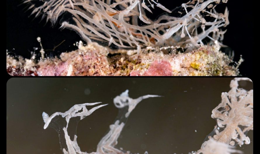 The Phantom Nudibranch: this sea slug’s body is almost completely transparent, revealing the delicate network of organs within