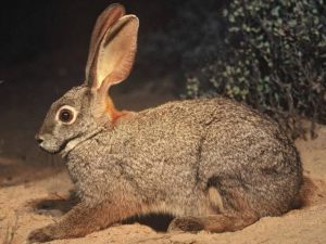 The Riverine Rabbit is one of the rarest mammals on Earth fewer than 500 remain in South Africa, living only along a few fragile riverbanks in the Karoo. It’s the only rabbit that produces just one kit per year, and its habitat is disappearing so fast that entire groups can vanish after a drought.