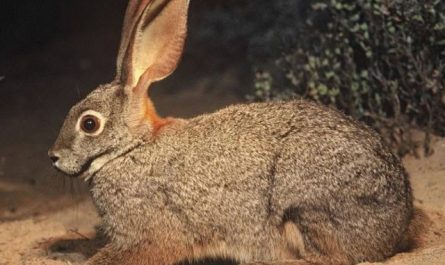 The Riverine Rabbit is one of the rarest mammals on Earth fewer than 500 remain in South Africa, living only along a few fragile riverbanks in the Karoo. It’s the only rabbit that produces just one kit per year, and its habitat is disappearing so fast that entire groups can vanish after a drought.