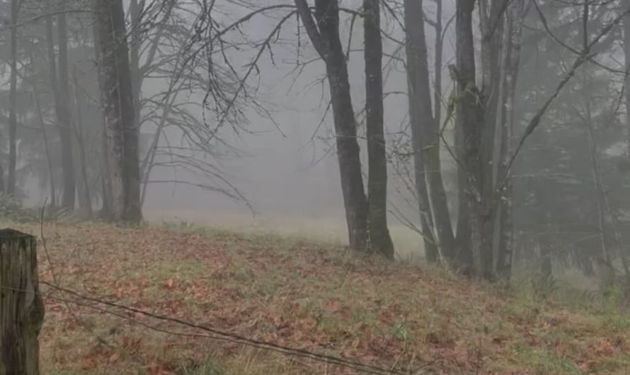 The Silent Majesty of the Eurasian Eagle-Owl