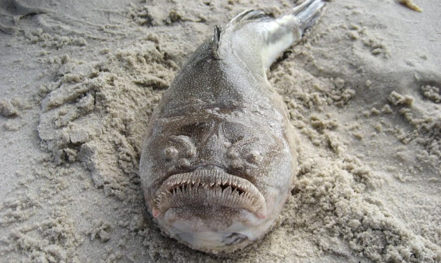 The Stargazer is a large ambush hunter that is both venomous and electric and uses a tongue like appendage as a lure.