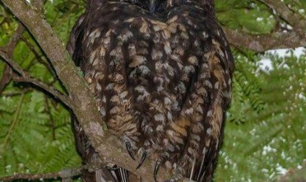The Stygian Owl (Asio stygius). This owl is know for red reflection of their eyes that are often associated with the Devil. It is therefore also known as the Devil's Owl.