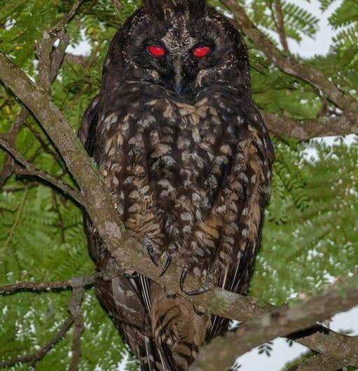 The Stygian Owl (Asio stygius). This owl is know for red reflection of their eyes that are often associated with the Devil. It is therefore also known as the Devil’s Owl.
