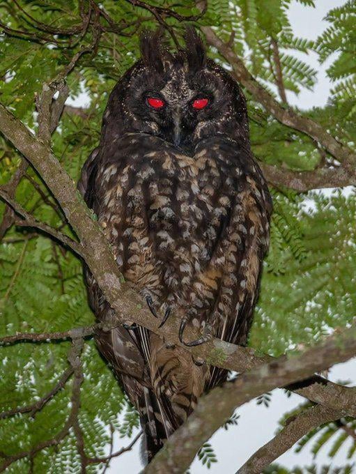 The Stygian Owl (Asio stygius). This owl is know for red reflection of their eyes that are often associated with the Devil. It is therefore also known as the Devil's Owl.