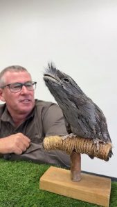 The Tawny Frog-Mouth is family of the Nightjar - native to Australia.