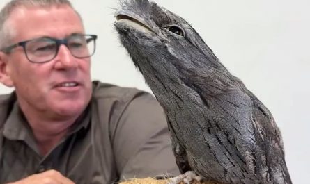 The Tawny Frog-Mouth is family of the Nightjar - native to Australia.