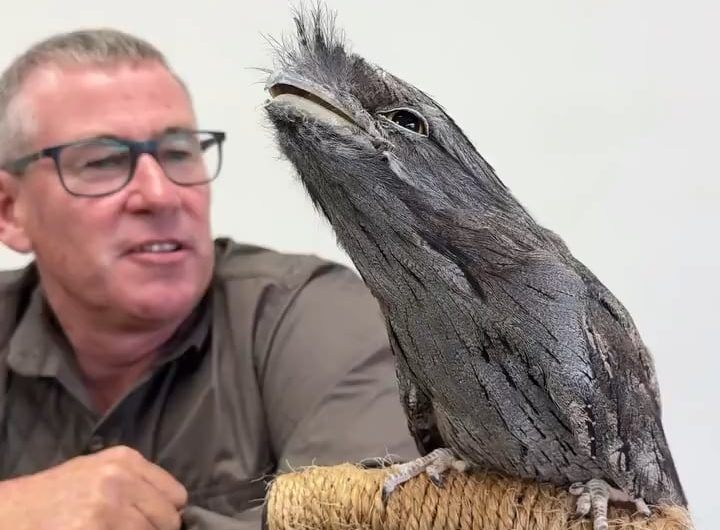 The Tawny Frog-Mouth is family of the Nightjar – native to Australia.