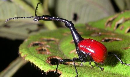 The "Trachelophorus giraffa" is a particular insect that got its name from its long "neck". Which is around 2.5 cm. 3 times larger of the females. Primarily used for battle and building nests.