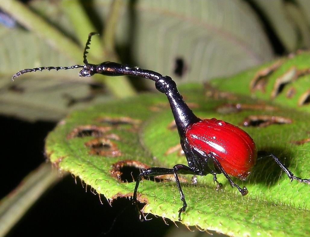 The "Trachelophorus giraffa" is a particular insect that got its name from its long "neck". Which is around 2.5 cm. 3 times larger of the females. Primarily used for battle and building nests.