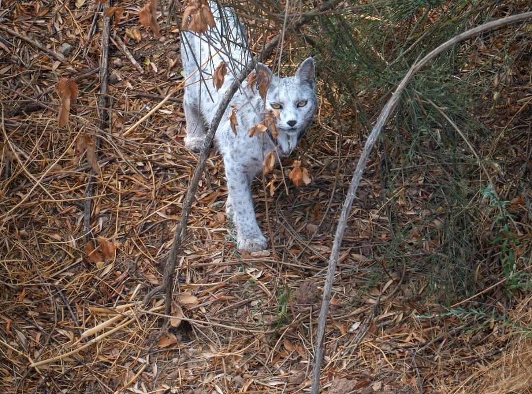 The White Ghost of the Mediterranean Forest, a rare white Iberian lynx, captured on camera a second time by wildlife photographer Ángel Hidalgo, who also documented the animal’s first recorded sighting