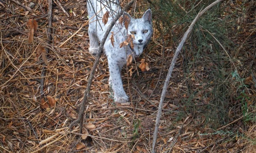 The White Ghost of the Mediterranean Forest, a rare white Iberian lynx, captured on camera a second time by wildlife photographer Ángel Hidalgo, who also documented the animal’s first recorded sighting