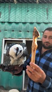 The bearded vulture : the only known animal whose diet consists almost exclusively of bones