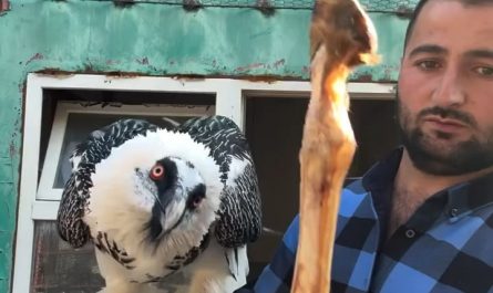 The bearded vulture : the only known animal whose diet consists almost exclusively of bones