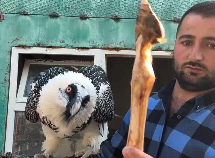 The bearded vulture : the only known animal whose diet consists almost exclusively of bones