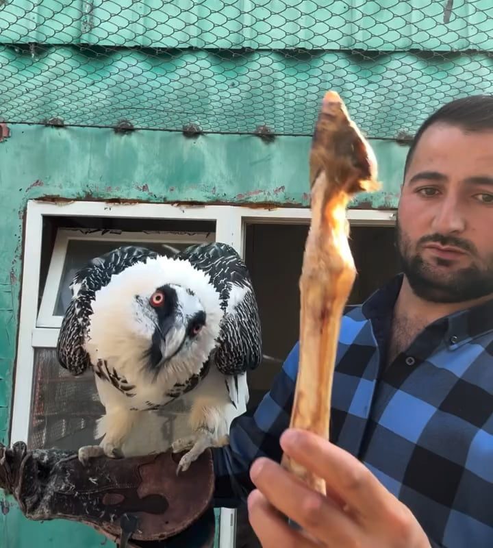 The bearded vulture : the only known animal whose diet consists almost exclusively of bones