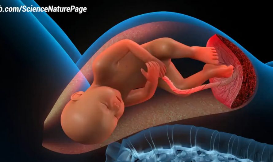 The birth of a baby, how it happens.