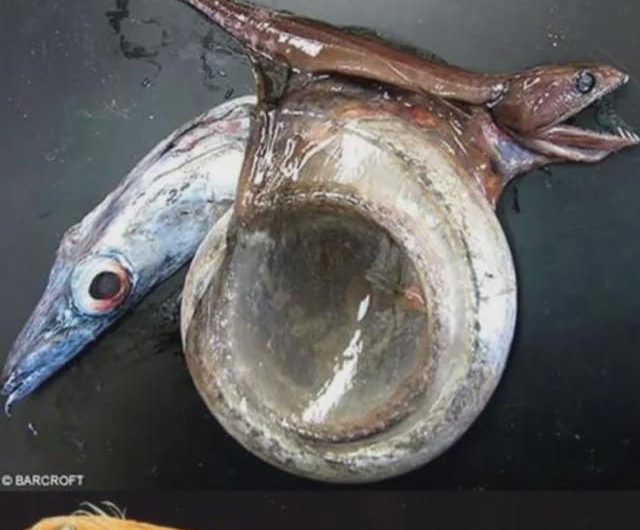 The black swallower (Chiasmodon niger) is a deep-sea fish famous for its ability to consume prey much larger than itself.