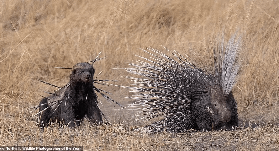 The bleeding Honey Badger returning from a short retreat to try to finish off the Cape porcupine. David Northall captured the image.