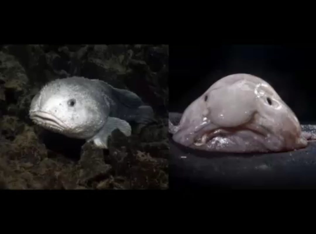 The blobfish from the deep ocean's Midnight Zone