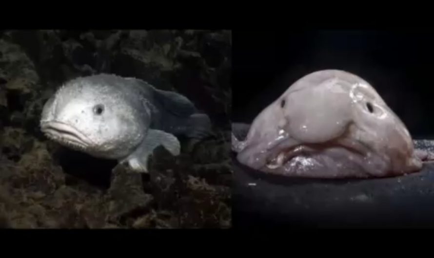 The blobfish from the deep ocean’s Midnight Zone