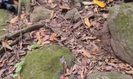 The camouflage of a hump nosed pit viper