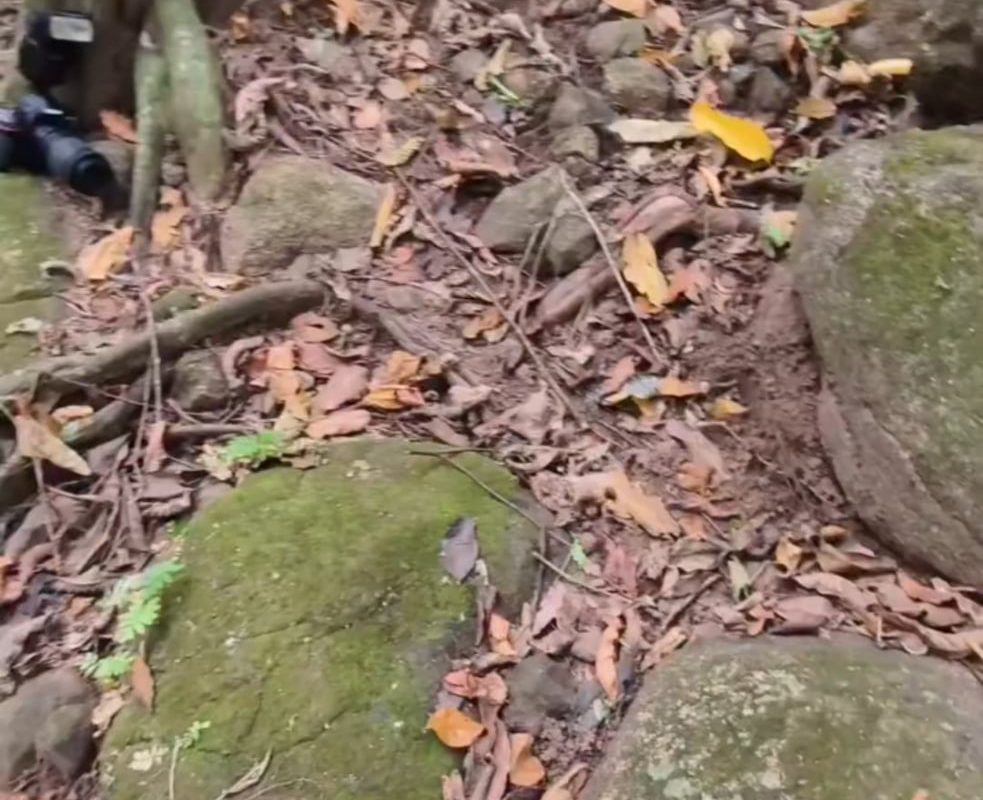 The camouflage of a hump nosed pit viper