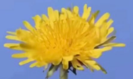 The cycle of a dandelion