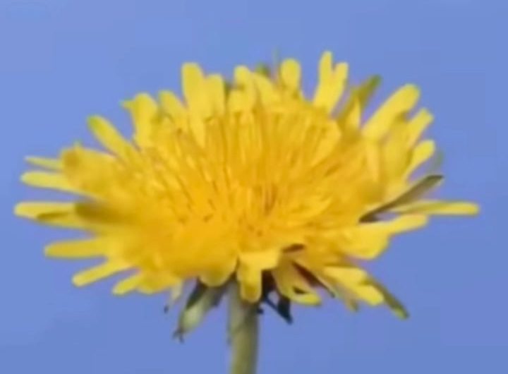 The cycle of a dandelion