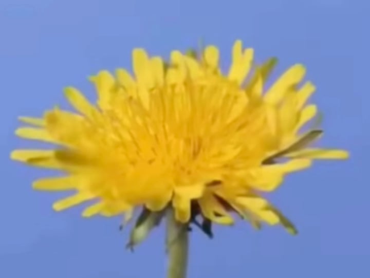 The cycle of a dandelion