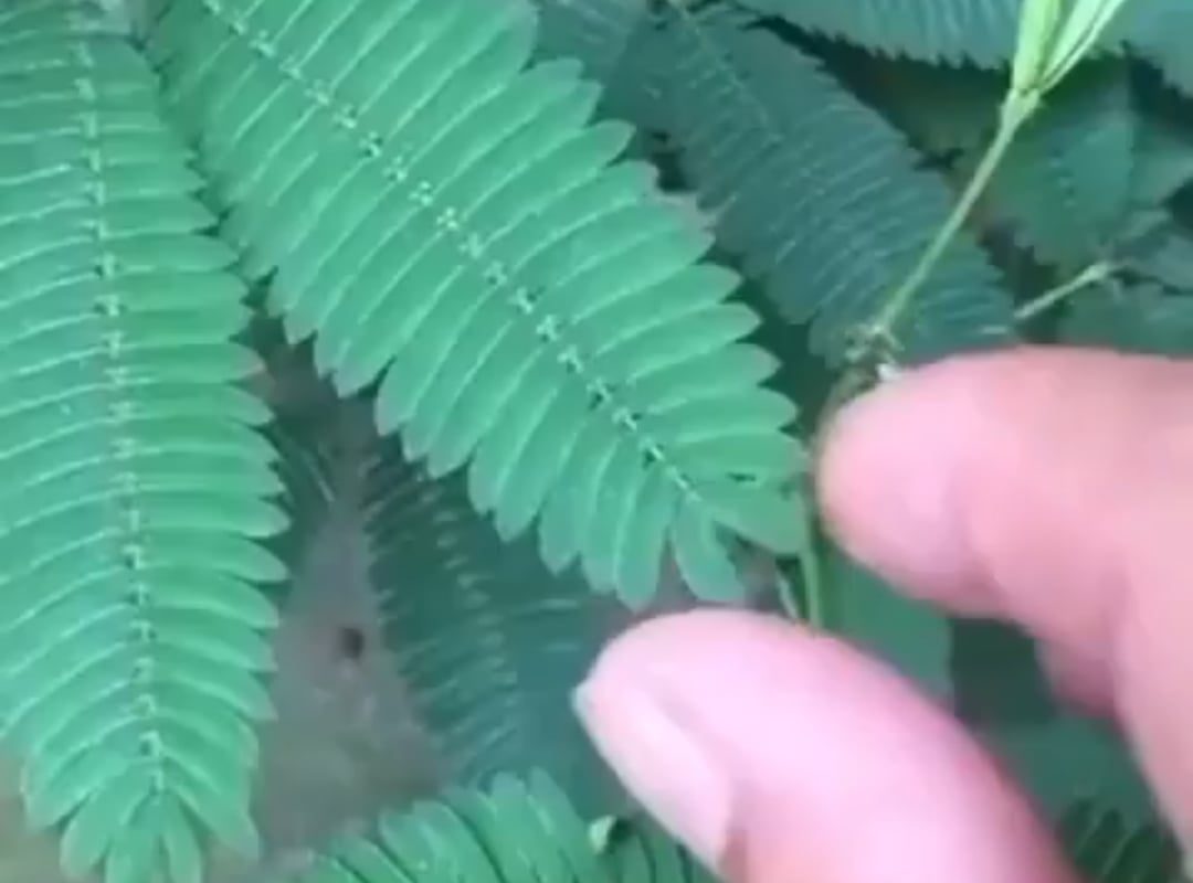 The defence mechanism used by the Mimosa Pudica plant, possibly to resist the attack from herbivores