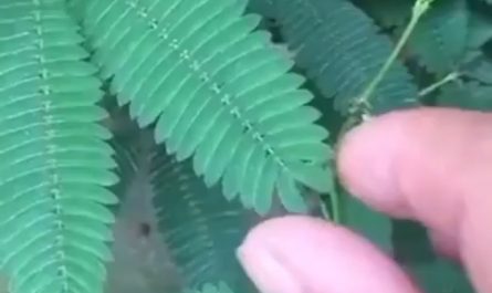The defence mechanism used by the Mimosa Pudica plant, possibly to resist the attack from herbivores