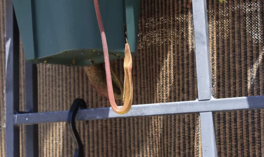 The development of a pitcher plant