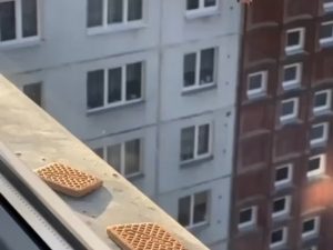 The difference in accuracy between a seagull and a crow