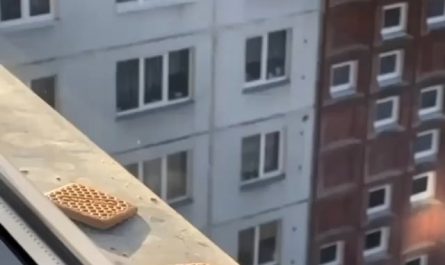 The difference in accuracy between a seagull and a crow