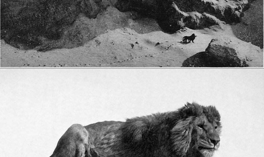 The last photo of a wild Barbary lion, taken in 1924. The species was driven to extinction by human hunting, with the final recorded individual shot in Morocco in 1942