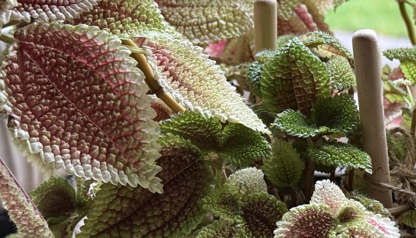 The leaves on this plant [OC]