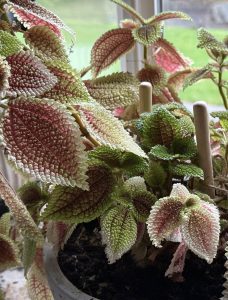 The leaves on this plant [OC]