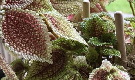 The leaves on this plant [OC]