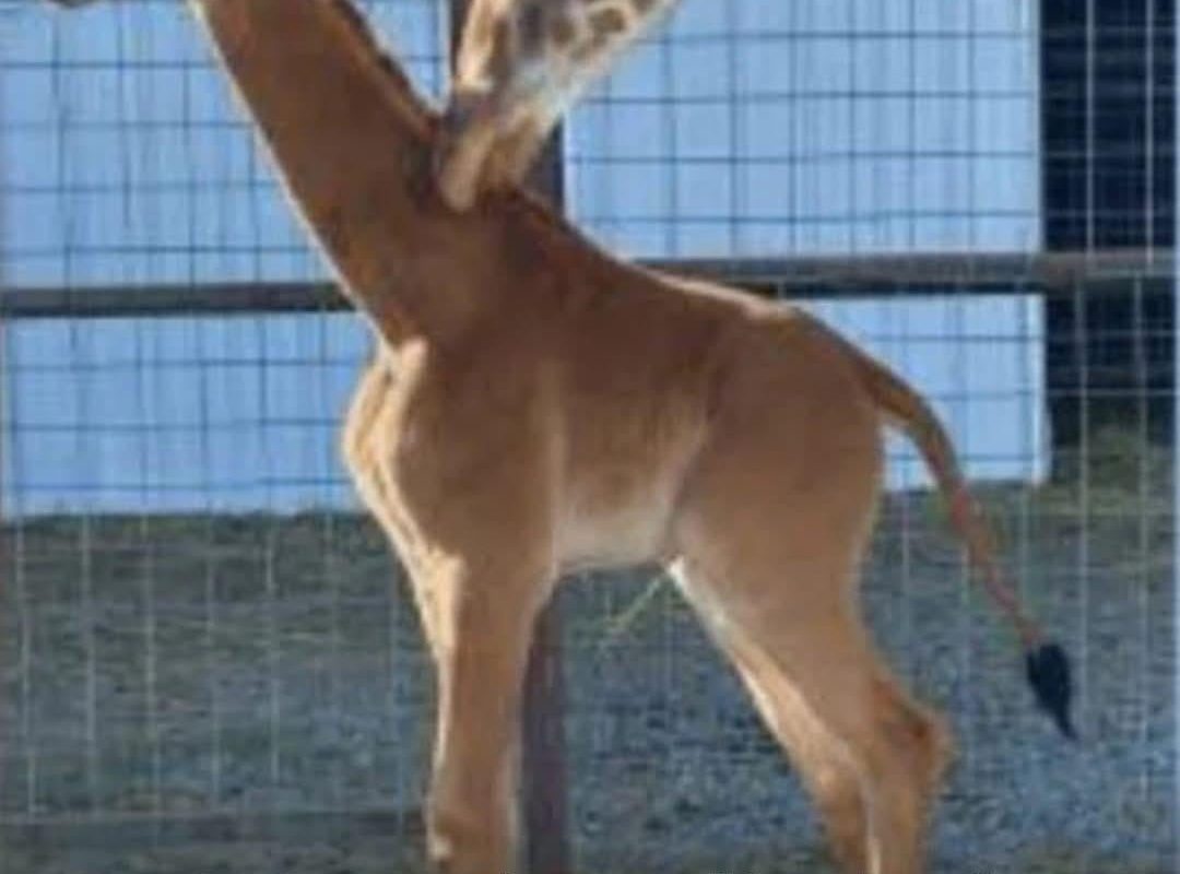 The only spotless giraffe in a zoological environment in the world (to my knowledge)