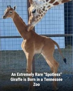 The only spotless giraffe in a zoological environment in the world (to my knowledge)