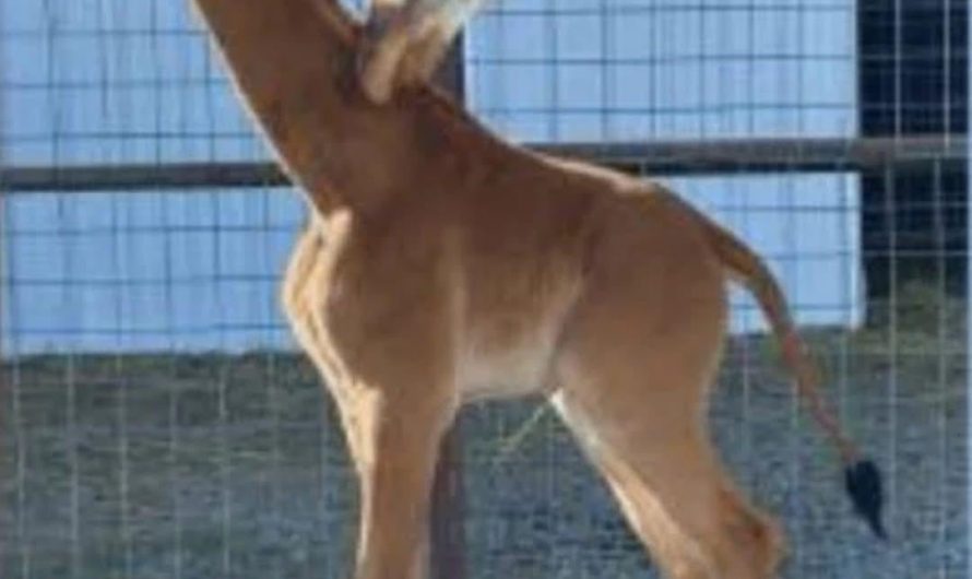 The only spotless giraffe in a zoological environment in the world (to my knowledge)