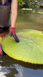 The pattern behind looks so beautiful