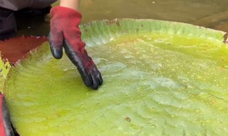 The pattern behind looks so beautiful