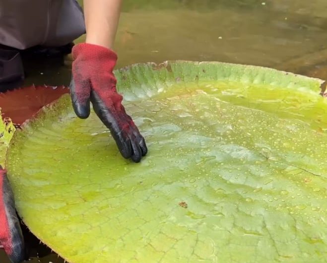 The pattern behind looks so beautiful