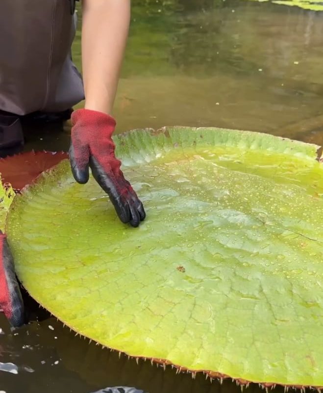 The pattern behind looks so beautiful