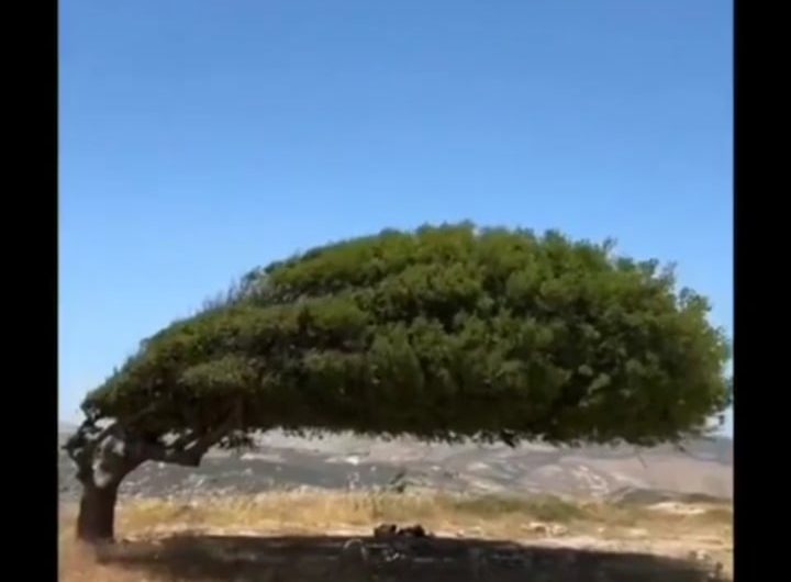 The shape of this tree, formed by decades of strong wind